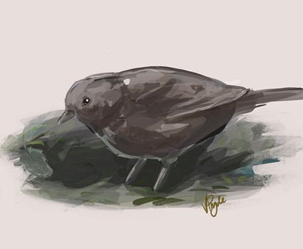 Blackbird Illustration